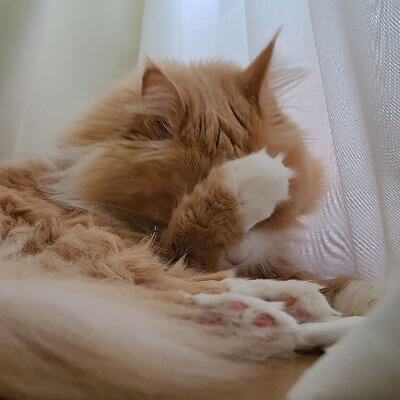 たくみさん